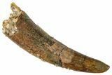 Fossil Pterosaur (Siroccopteryx) Tooth - Morocco #295134-1